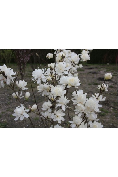 Магнолія loebneri Wildcat у повному цвіті тінні.